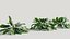 Calathea zebrina c