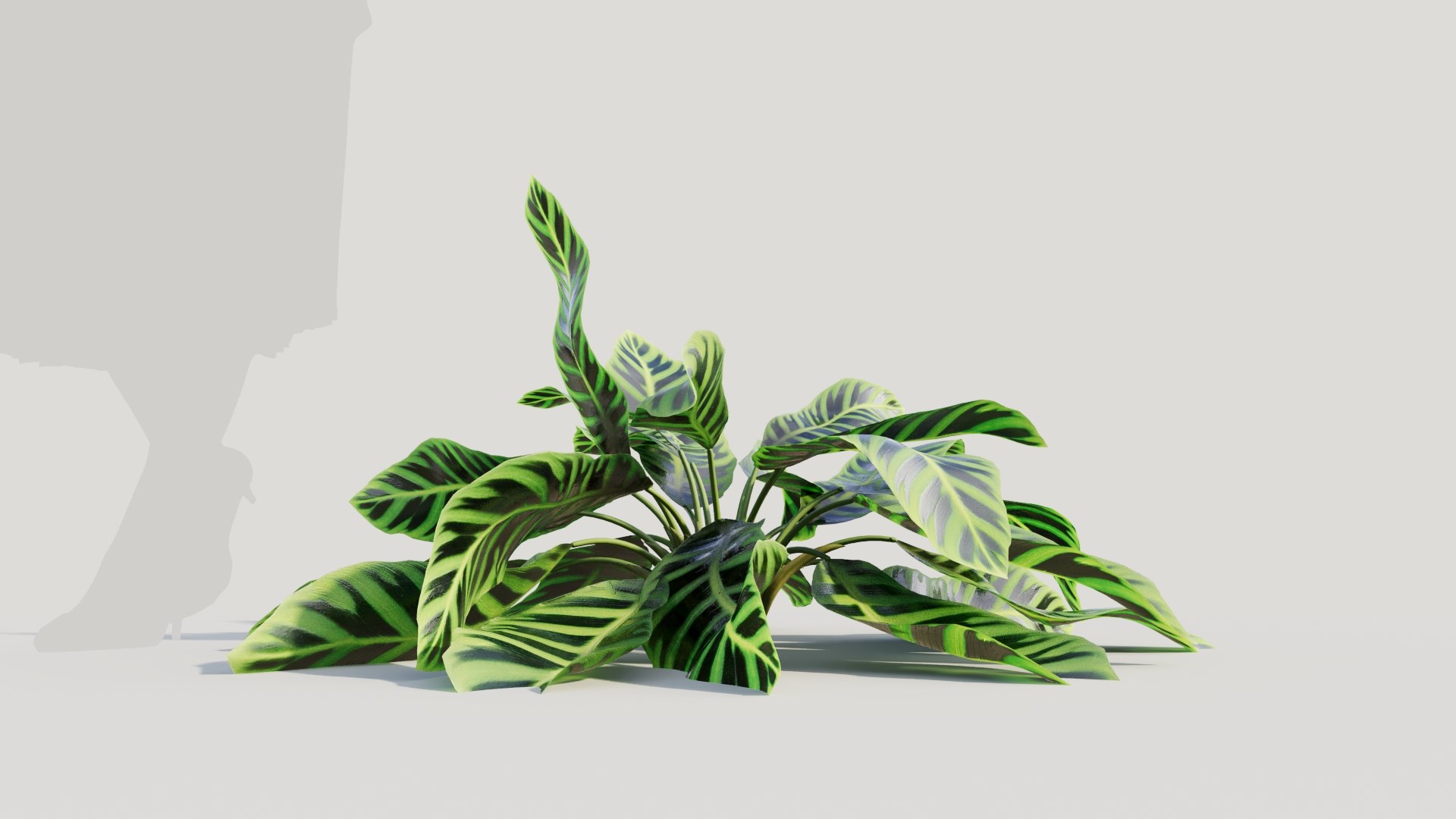 Calathea zebrina c 3D model https://p.turbosquid.com/ts-thumb/l3/pGZmdF/hr/calatheazebrinac7/jpg/1705561768/1920x1080/fit_q87/2d9bc58c90f0d10fd6fe557a2b4160e4286ca99e/calatheazebrinac7.jpg