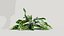 Calathea zebrina c