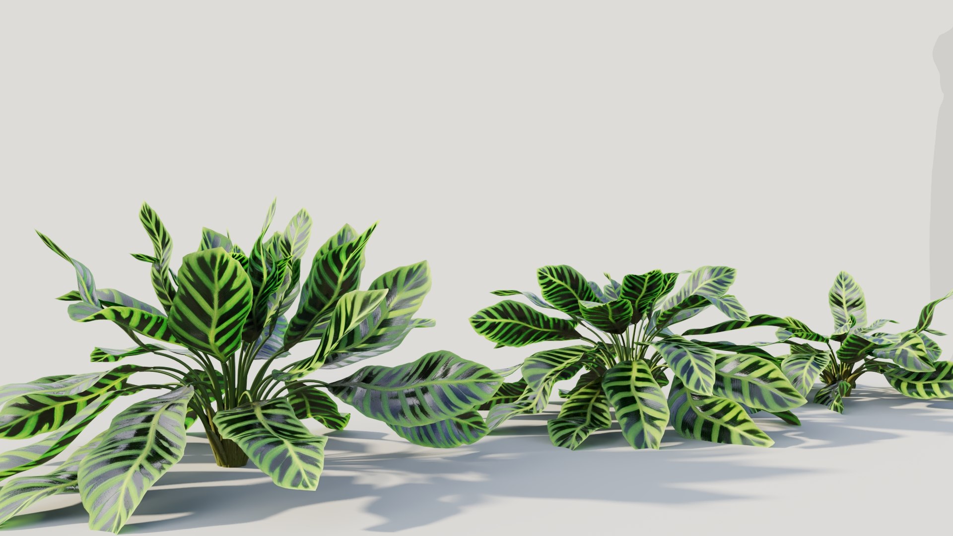 Calathea zebrina c 3D model https://p.turbosquid.com/ts-thumb/l3/pGZmdF/sh/calatheazebrinac6/jpg/1705561767/1920x1080/fit_q87/5d231f6ce36b8866a0573f3245711a908f470deb/calatheazebrinac6.jpg