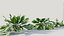 Calathea zebrina c