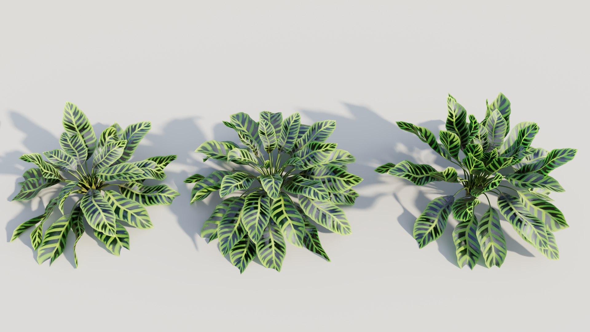 Calathea zebrina c 3D model https://p.turbosquid.com/ts-thumb/l3/pGZmdF/ti/calatheazebrinac4/jpg/1705561766/1920x1080/fit_q87/1fe8193599abf18d234d02bbbe2dc1297dfe2427/calatheazebrinac4.jpg