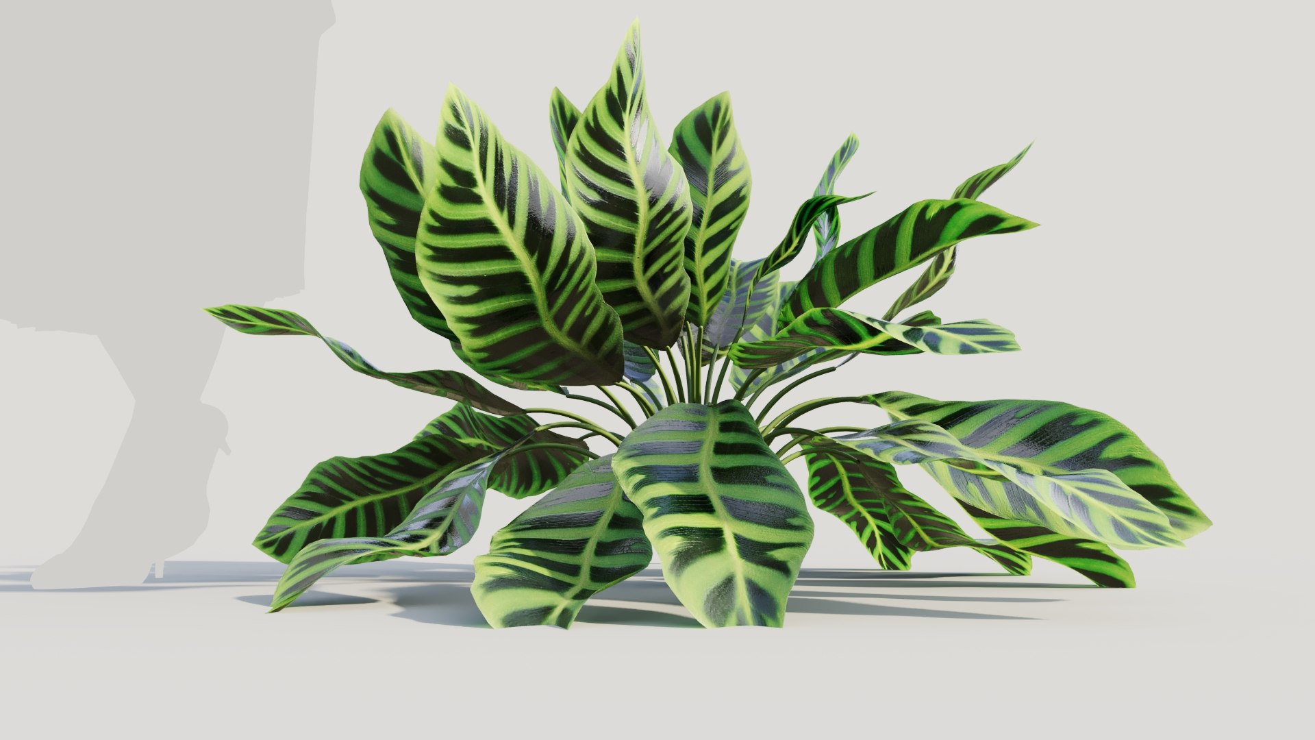 Calathea zebrina c 3D model https://p.turbosquid.com/ts-thumb/l3/pGZmdF/uM/calatheazebrinac9/jpg/1705561762/1920x1080/fit_q87/a2f7d5df8a21cf3b912b635ce20d3d26853c8762/calatheazebrinac9.jpg