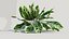 Calathea zebrina c
