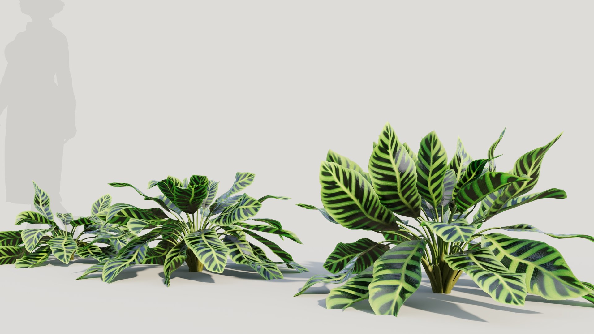 Calathea zebrina c 3D model https://p.turbosquid.com/ts-thumb/l3/pGZmdF/yR/calatheazebrinac3/jpg/1705561766/1920x1080/fit_q87/79bb9b46f5f5b984ccbf379320c25786a3efd369/calatheazebrinac3.jpg