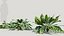 Calathea zebrina c