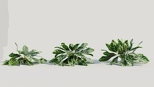 Calathea zebrina c 3D model