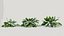 Calathea zebrina c