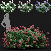 Bigleaf hydrangeas flower garden gate 4 COLORS