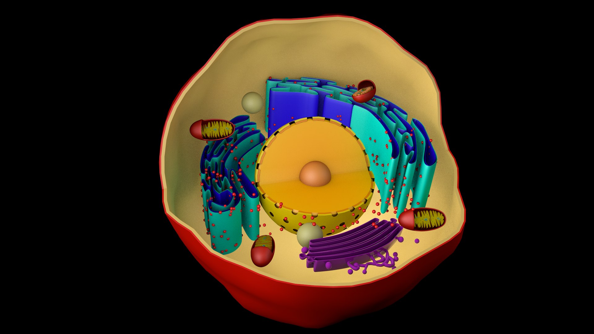 3D Human Cell Animal Cell Model - TurboSquid 1921774