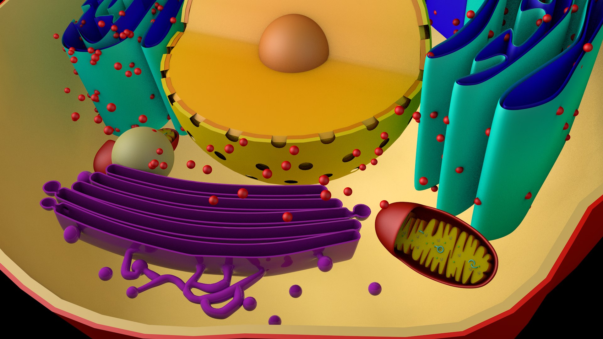 3D Human Cell Animal Cell Model - TurboSquid 1921774