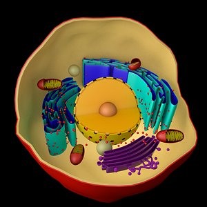 Human cell animal cell