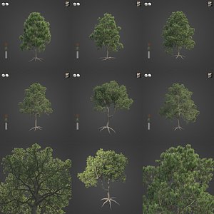 2021 PBR Aleppo Pine Collection - Pinus Halepensis model