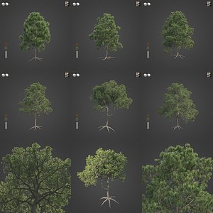 2021 PBR Aleppo Pine Collection - Pinus Halepensis