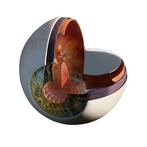 Sectioned eye anatomy model 3D