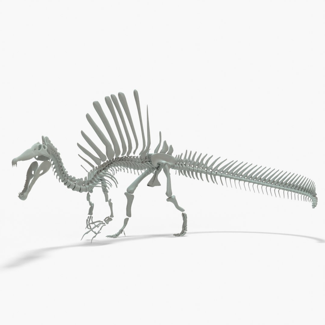 Spinosaurus Rigged Skeleton model TurboSquid 2068905