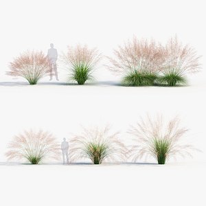 Muhly grass Muhlenbergia capillaris 3D model