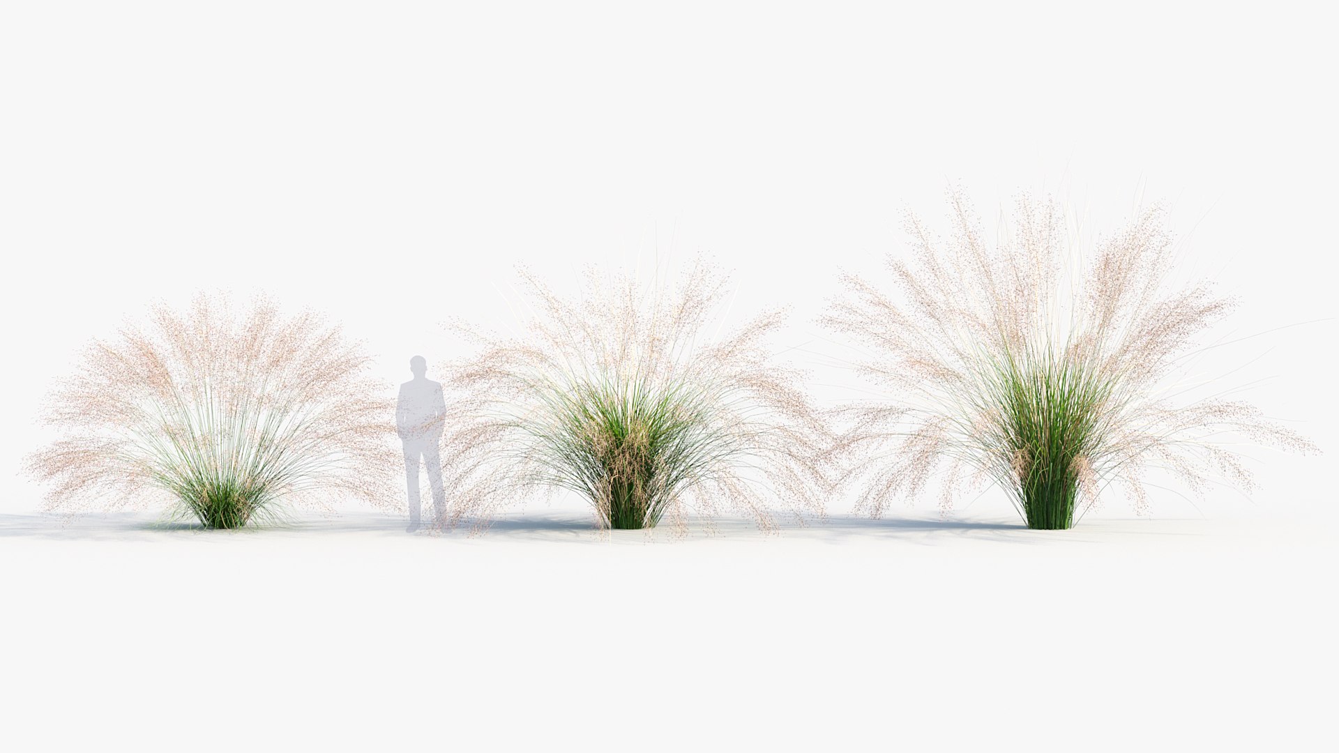 Muhly grass Muhlenbergia capillaris 3D model https://p.turbosquid.com/ts-thumb/l4/WRsKYO/wd/bc_pm_p013_muhly_grass_03/jpg/1686212896/1920x1080/fit_q87/cd60b59784a9d2158a674da842a7217b6cc46c8a/bc_pm_p013_muhly_grass_03.jpg