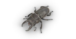 stag beetle