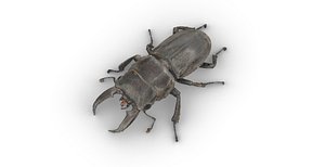 stag beetle