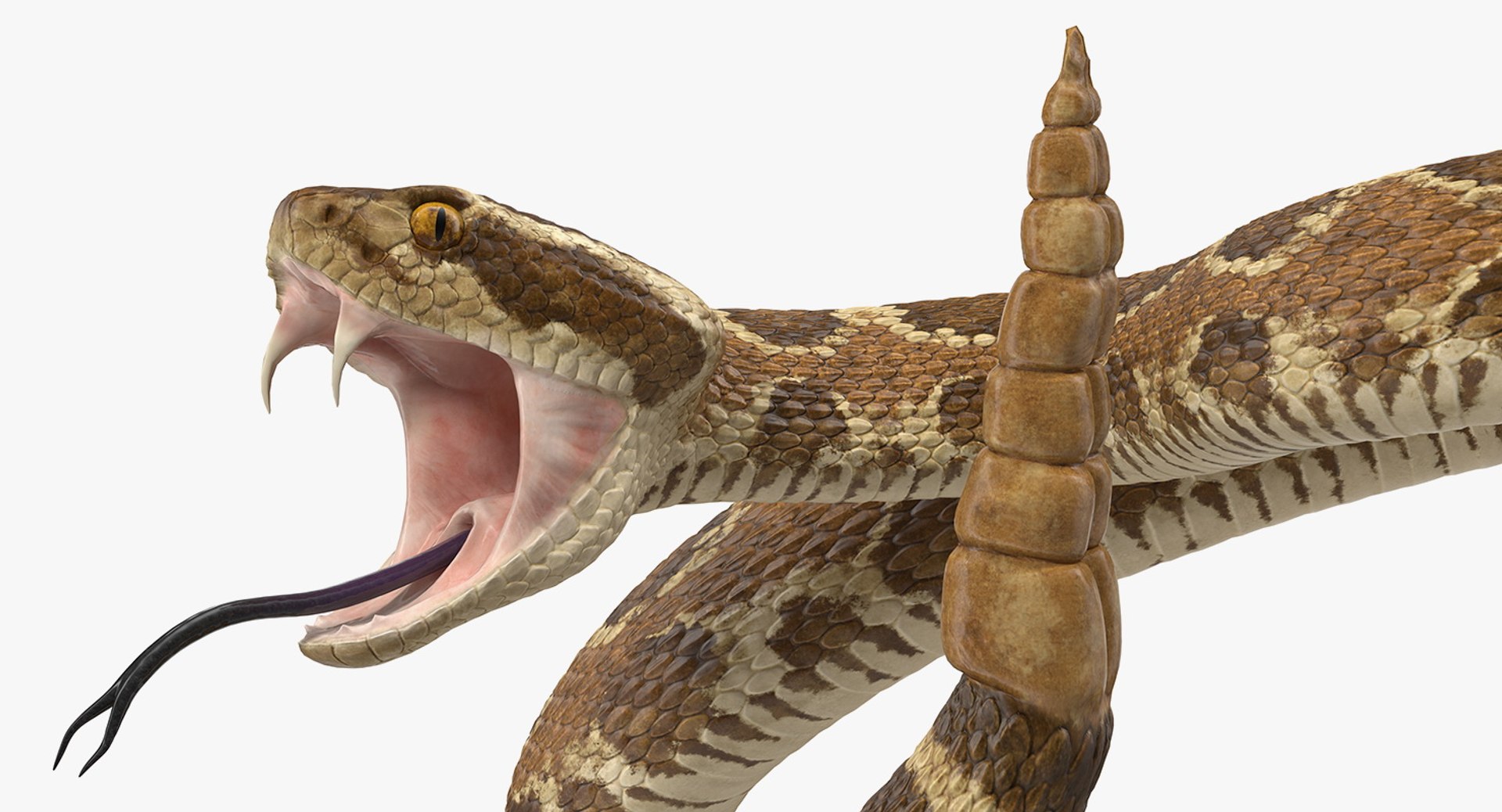 Light Rattlesnake Attack Pose 3D - TurboSquid 1398421