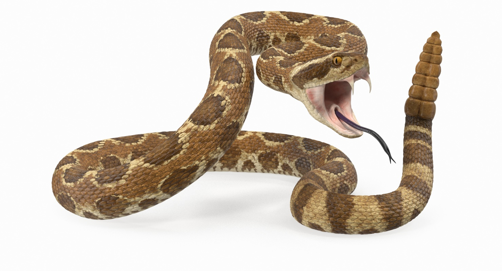 Light Rattlesnake Attack Pose 3D - TurboSquid 1398421