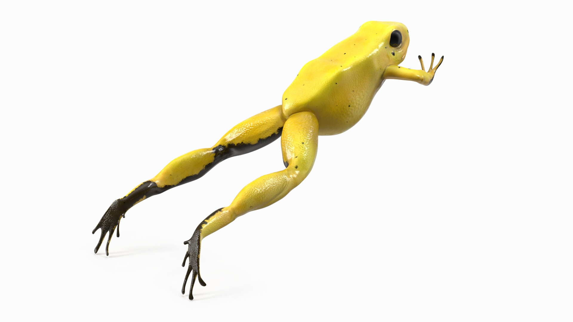 3D Phyllobates Terribilis Yellow Jumping Pose Model - TurboSquid 2187126