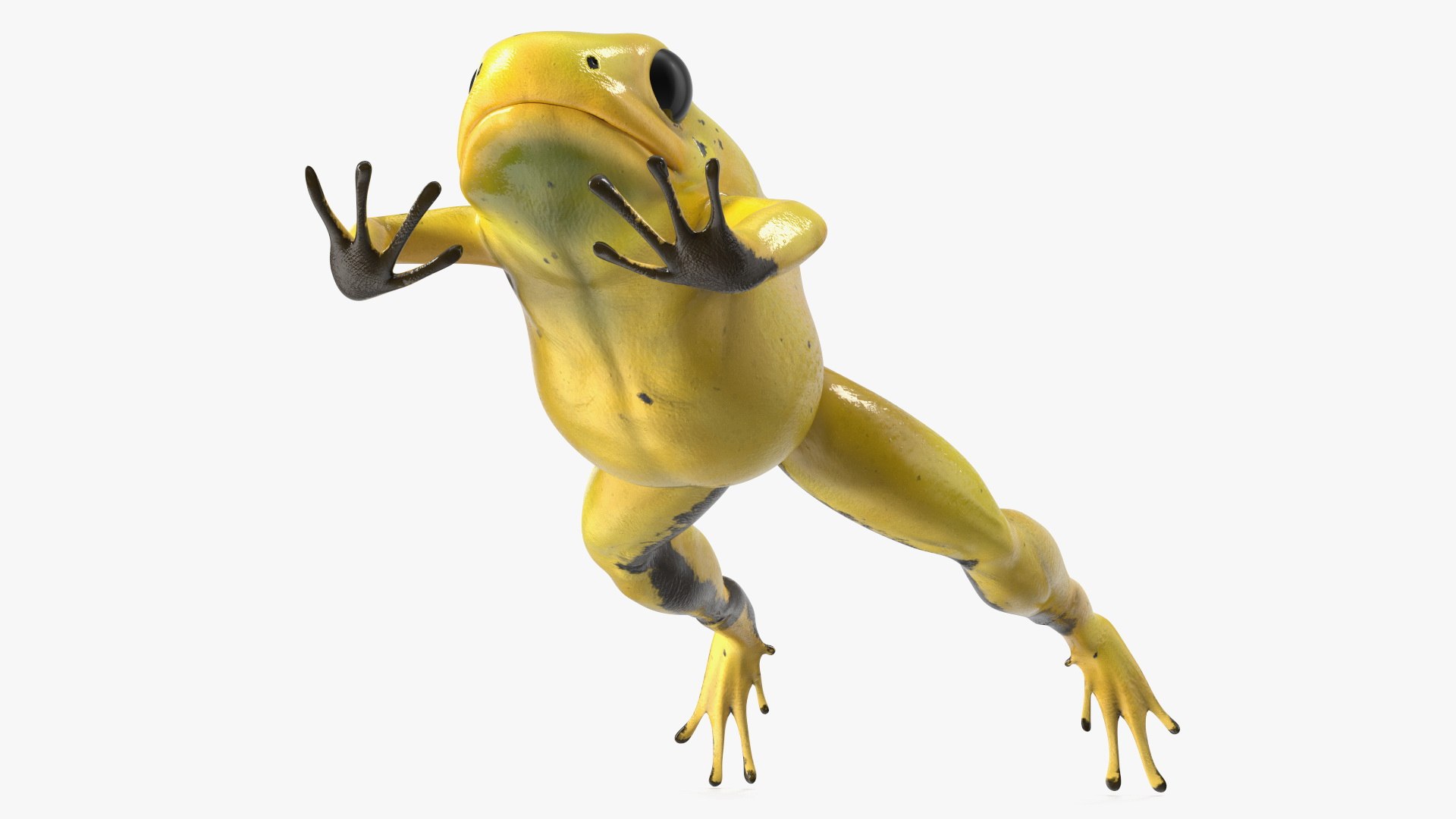 Phyllobates Terribilis Yellow Jumping Pose(1) 3D model preview