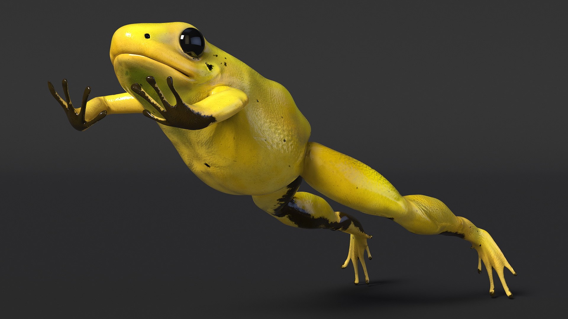 3D Phyllobates Terribilis Yellow Jumping Pose Model - TurboSquid 2187126