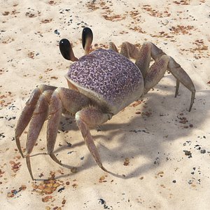 Tropical Ghost Crab Moving Pose Pink Beige Fur for Cinema 4D