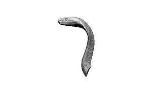 head cobra  snake
