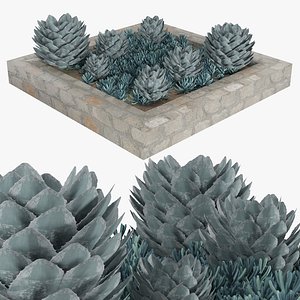 3D succulent  planter of  Sempervivum and Pachyphytum
