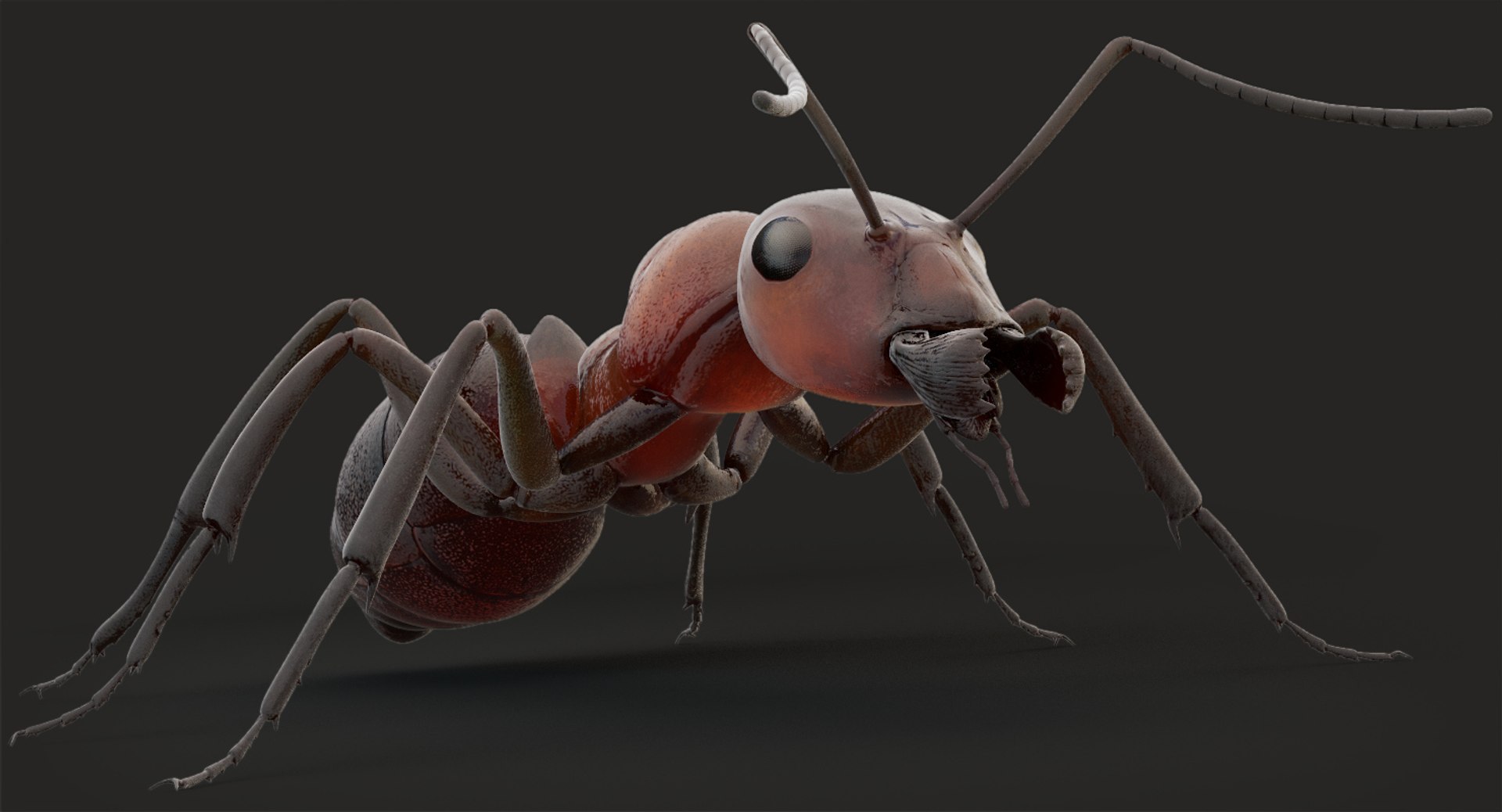 rigged ant 3D model https://p.turbosquid.com/ts-thumb/l5/6MrXt5/2eooNloQ/b_0/jpg/1541000976/1920x1080/fit_q87/ec8c67dc30354ecc996f6c8dd462bb05ef8397a6/b_0.jpg