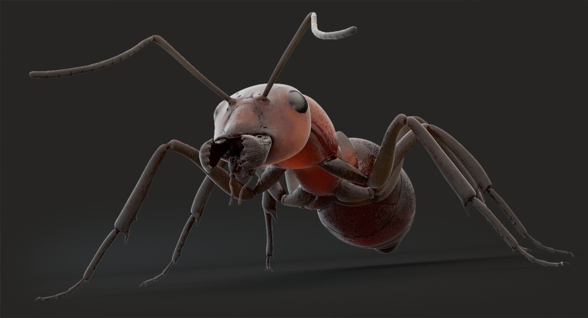 rigged ant 3D model https://p.turbosquid.com/ts-thumb/l5/6MrXt5/5d22552C/b_5/jpg/1541000976/1920x1080/fit_q87/53b8819a1be00cb053339a26dc8d8a6f41de516a/b_5.jpg