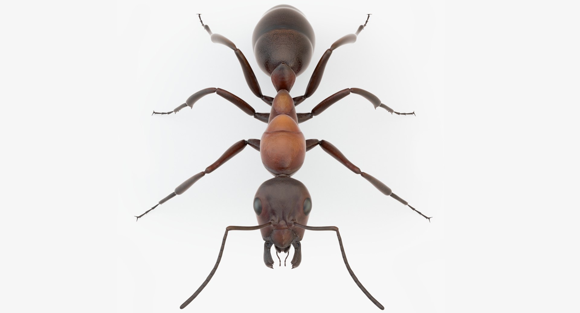rigged ant 3D model https://p.turbosquid.com/ts-thumb/l5/6MrXt5/7HijYH46/41/jpg/1541000867/1920x1080/fit_q87/82f40eafc1edb2e514ab41a5c825a43a15b0a988/41.jpg