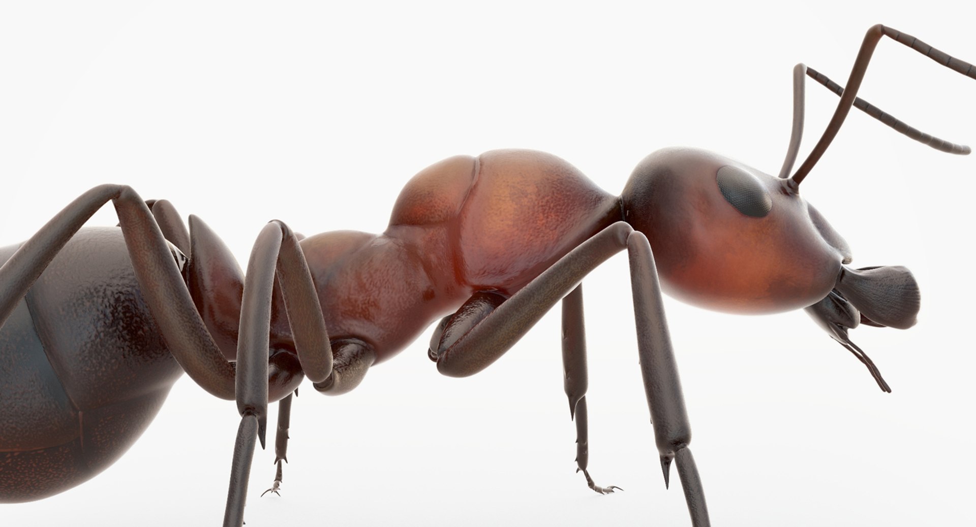 rigged ant 3D model https://p.turbosquid.com/ts-thumb/l5/6MrXt5/7ZtOQhkf/43/jpg/1541000867/1920x1080/fit_q87/e0b8a10b275e1c7463d8d7184deb937cfcc1de79/43.jpg