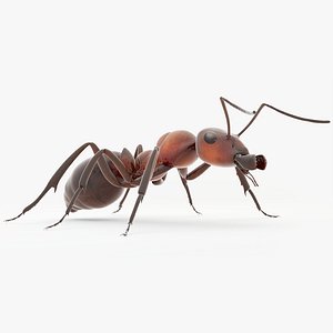 rigged ant 3D model