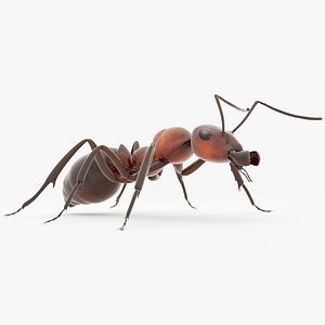 Rigged Ant