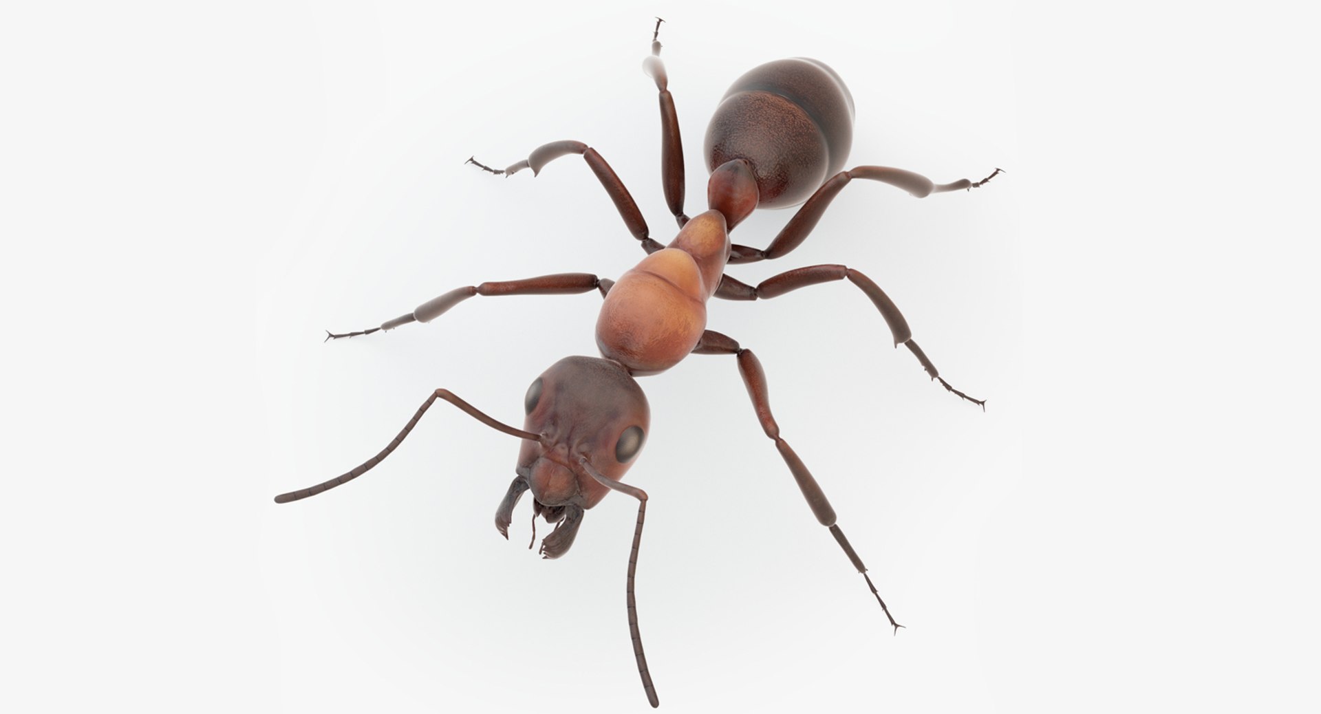 rigged ant 3D model https://p.turbosquid.com/ts-thumb/l5/6MrXt5/DrEV2DdR/45/jpg/1541000867/1920x1080/fit_q87/d09d1d3c2b0740ea8afcdfc088541011ee87cf36/45.jpg