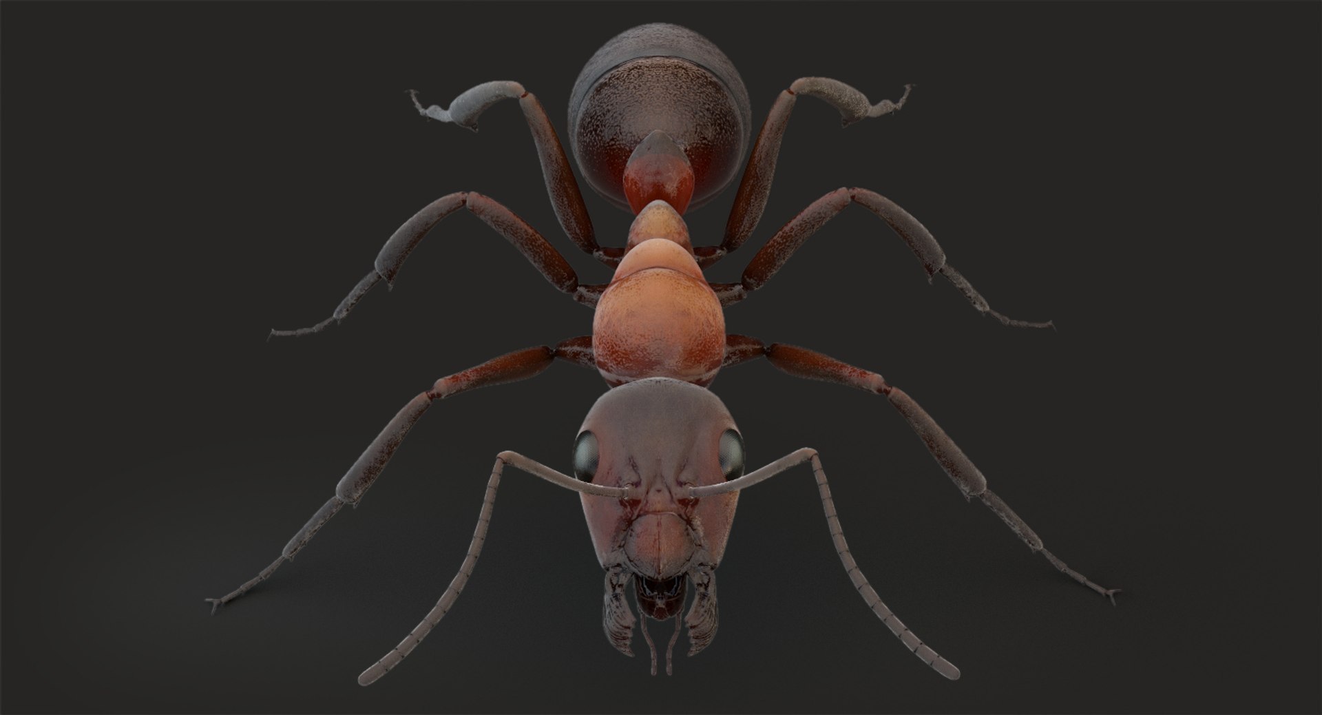 rigged ant 3D model https://p.turbosquid.com/ts-thumb/l5/6MrXt5/NPDiwgEn/b_6/jpg/1541000976/1920x1080/fit_q87/0de1543810452a19fcc1ed815066213e5effd1c9/b_6.jpg