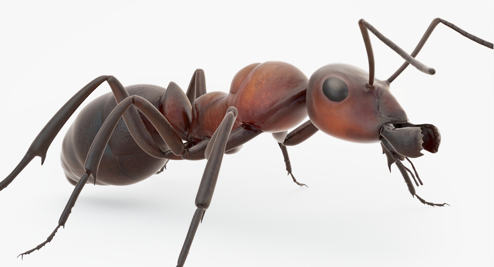 rigged ant 3D model https://p.turbosquid.com/ts-thumb/l5/6MrXt5/OqNxtyNf/39/jpg/1541000867/1920x1080/fit_q87/5f2f4e4289534d1d0a75be9fcab9d18303ddf973/39.jpg