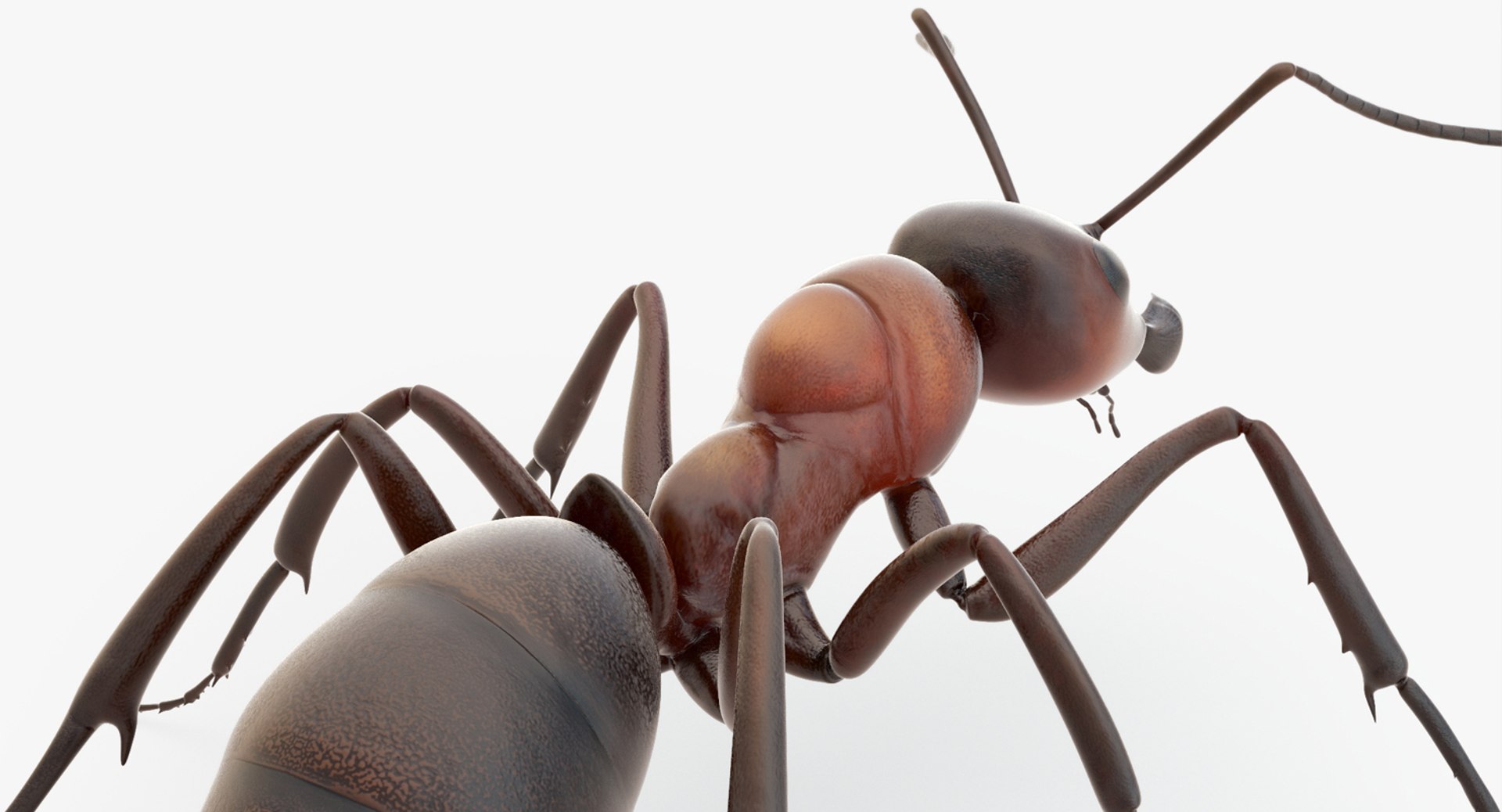 rigged ant 3D model https://p.turbosquid.com/ts-thumb/l5/6MrXt5/PB8iNO2D/37/jpg/1541000867/1920x1080/fit_q87/fa6e860b4a5819a83ed3dcf862b709419c982343/37.jpg
