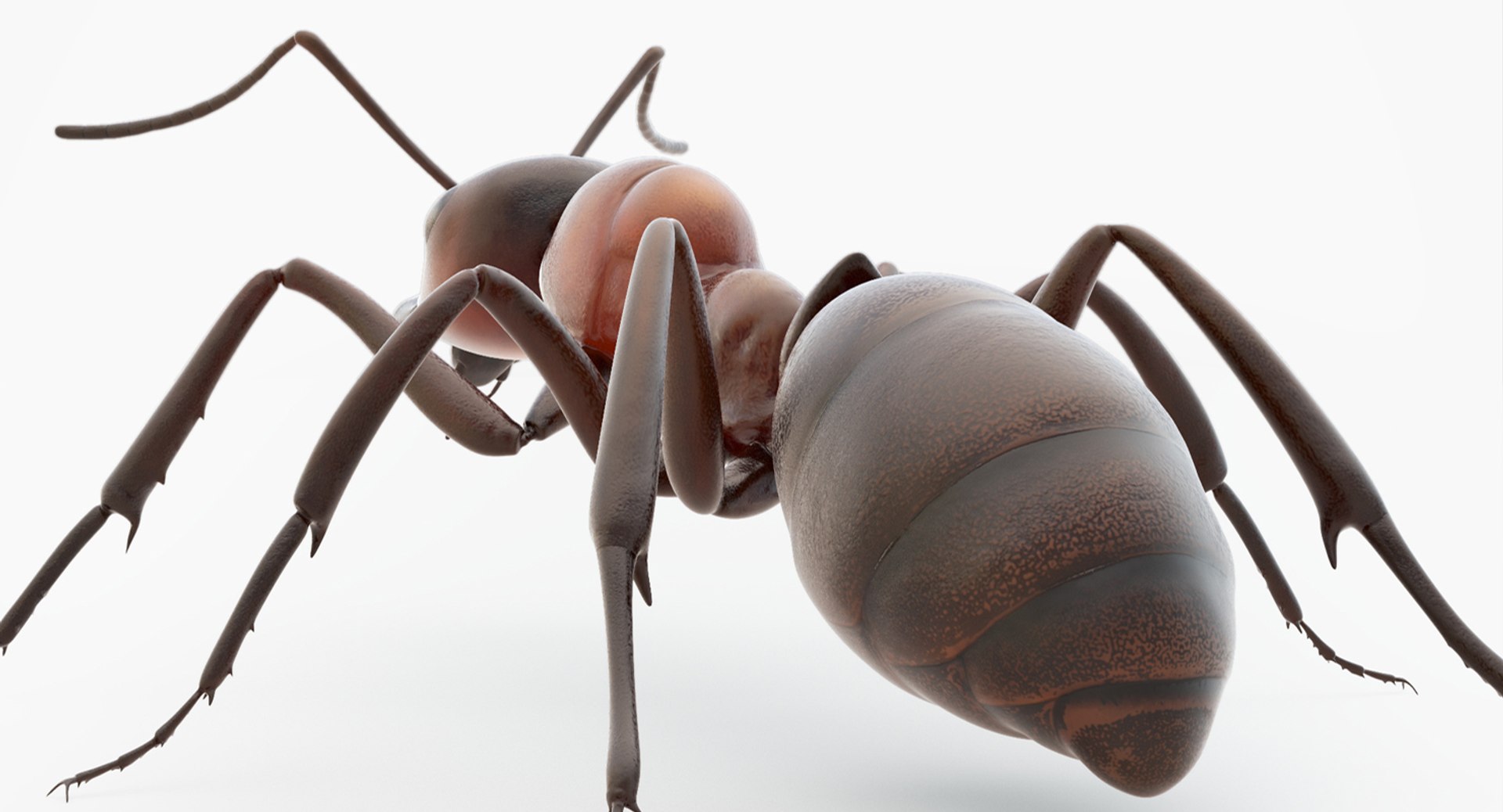 rigged ant 3D model https://p.turbosquid.com/ts-thumb/l5/6MrXt5/gKaGIs5P/42/jpg/1541000867/1920x1080/fit_q87/00e024090fae6f01e5198213db07d33e50bb3d60/42.jpg