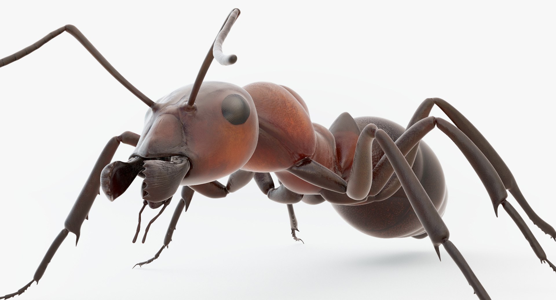 rigged ant 3D model https://p.turbosquid.com/ts-thumb/l5/6MrXt5/jGrIQnyu/40/jpg/1541000867/1920x1080/fit_q87/04d7bd4bb2ef5377206502857cdeccb60e0658cd/40.jpg