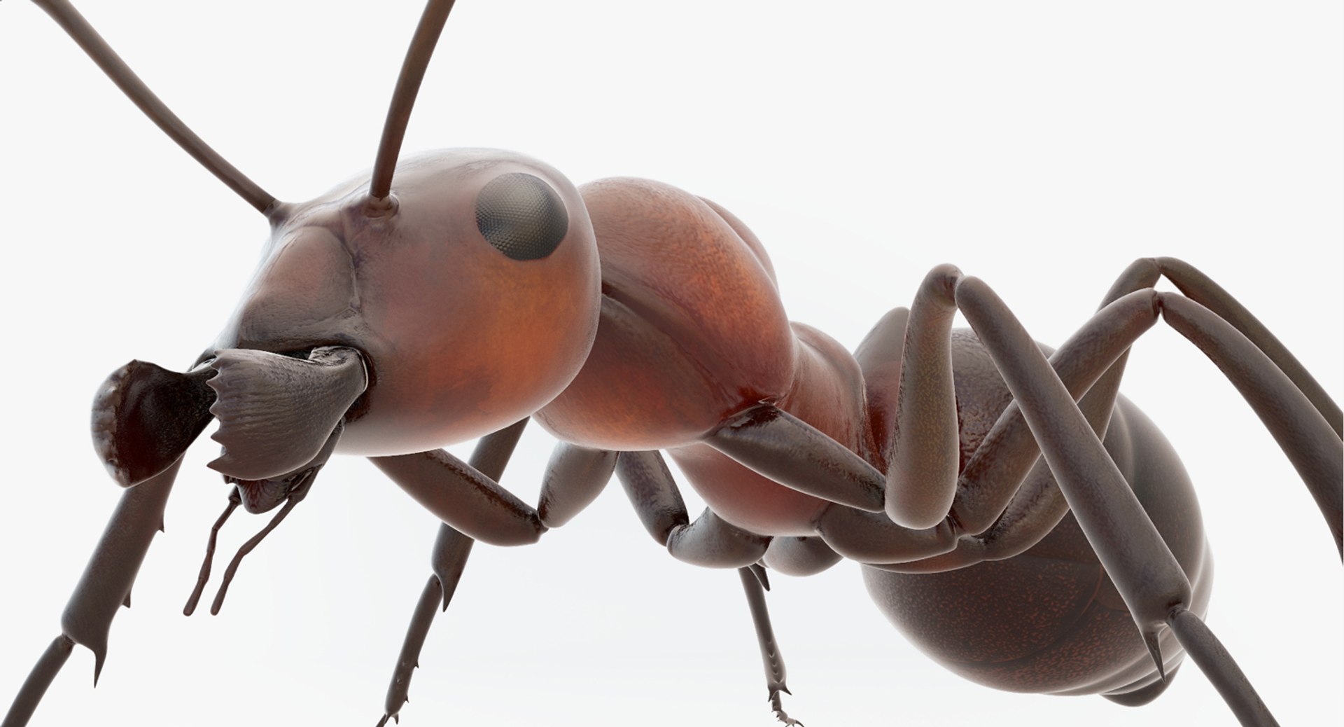 rigged ant 3D model https://p.turbosquid.com/ts-thumb/l5/6MrXt5/nVt7FYLk/38/jpg/1541000867/1920x1080/fit_q87/afd4272b6358ae5fd51177ec80b90952373abf98/38.jpg