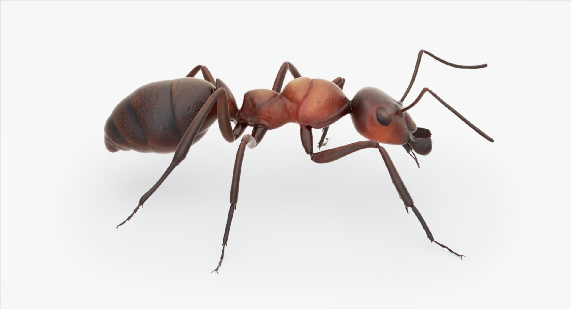 rigged ant 3D model https://p.turbosquid.com/ts-thumb/l5/6MrXt5/rhq7JnvV/2runant/jpg/1541001141/1920x1080/turn_fit_q99/30b83832dbc7440ab6b68dc36e751a1199185493/2runant-1.jpg