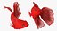 red crowntail betta fish 3D model