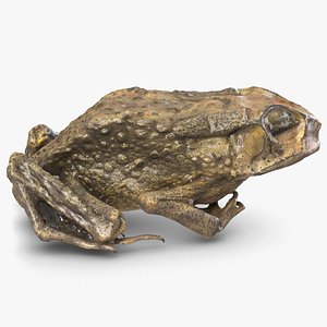 dead frog 3d model
