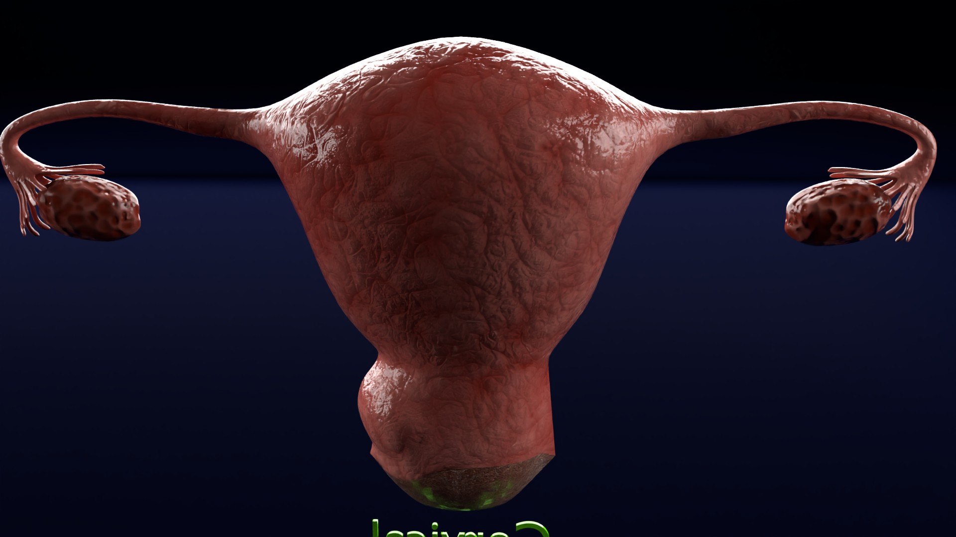 Uterus normal versus  fibroid types 3d set 3D model https://p.turbosquid.com/ts-thumb/l5/FHKntk/8l/cerv0007/jpg/1770829607/1920x1080/fit_q87/92c1eacfd290797fa0316415ea4e067f4590f1a6/cerv0007.jpg