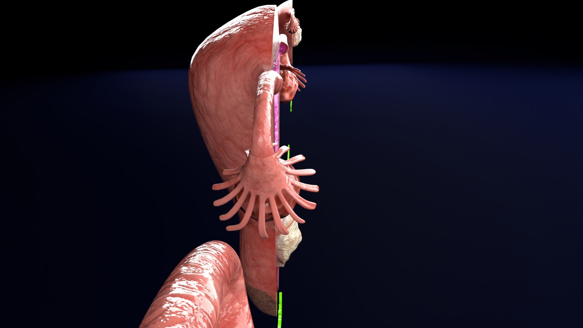 Uterus normal versus  fibroid types 3d set 3D model https://p.turbosquid.com/ts-thumb/l5/FHKntk/xM/cerv0009/jpg/1770829608/1920x1080/fit_q87/9c9265d96b6382e6be50fc59b7c9d16ecf3a1a20/cerv0009.jpg